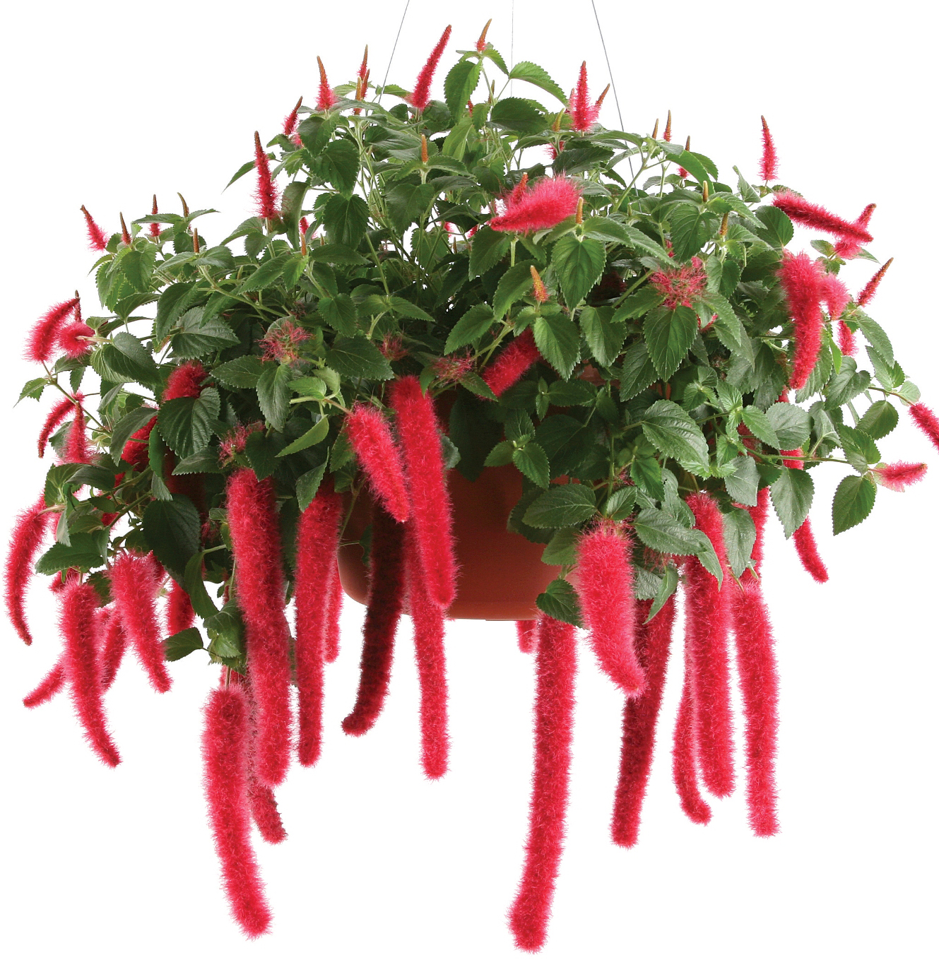 Acalypha pendula 'Cat's Tails'